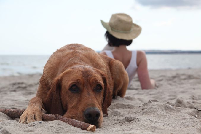 Urlaub mit Hund Insel Rügen Urlaub, Sehenswürdigkeiten, Hotels
